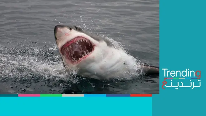سمكة قرش تقتل مواطنا روسيا في الغردقة المصرية