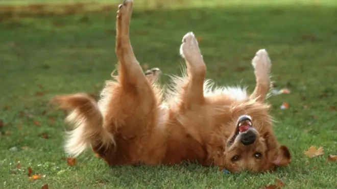 （图片来源：Ulrike Schanz/naturepl.com）