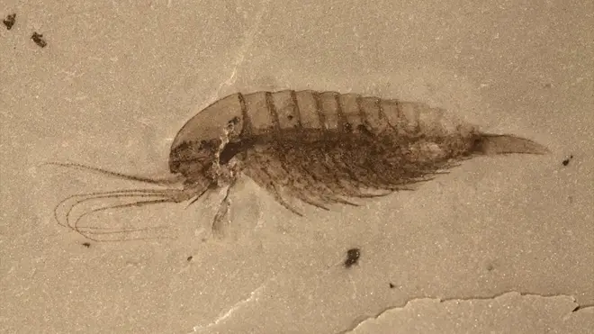 Scientists say the fossils have been "exquisitely" preserved