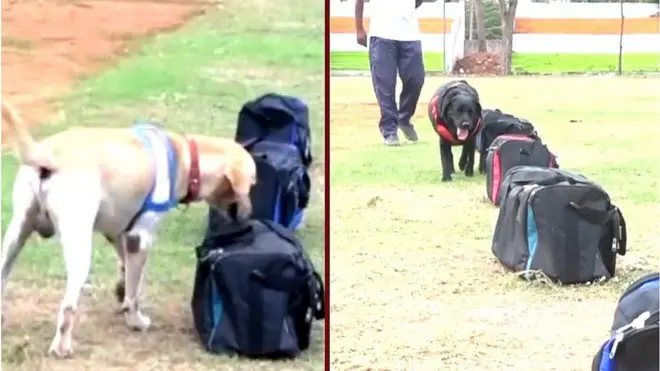 డ్రగ్స్, బాంబులను పోలీస్ డాగ్స్ ఎలా గుర్తిస్తాయి? వాటికి ఎలాంటి శిక్షణ ఇస్తారో చూడండి..