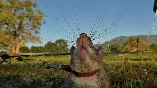 Una rata gigante africana de bolsa olfatea rastros de explosivos de minas terrestres en las instalaciones de entrenamiento de APOPO en Morogoro el 17 de junio de 2016.