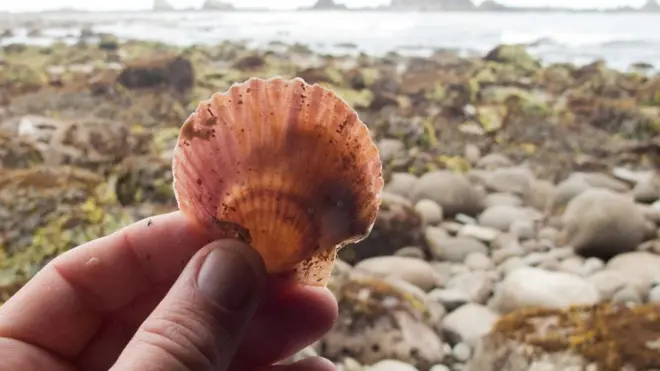 Uma espécie marinha do Japão chegou à costa do Oregon, seis anos após tsunami (Foto: John Chapman)