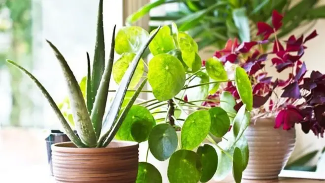 Ev bitkisinin bahalı olması mütləq deyil. Bir budağı dostlarınızdan götürüb əkə bilərsiniz