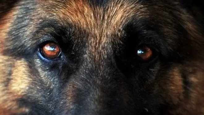 බල්ලෙක්