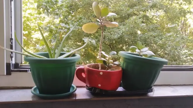 Весна Живановић биљке 1