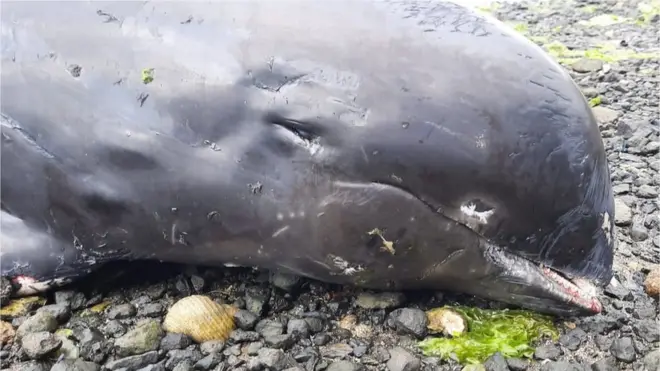 Residents woke up to the sight of dead dolphins