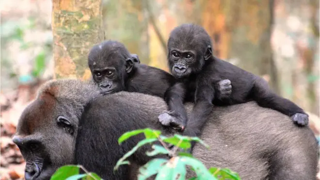 گوریلوں کی بڑی تعداد غیرمحفوظ علاقوں میں رہتی ہے