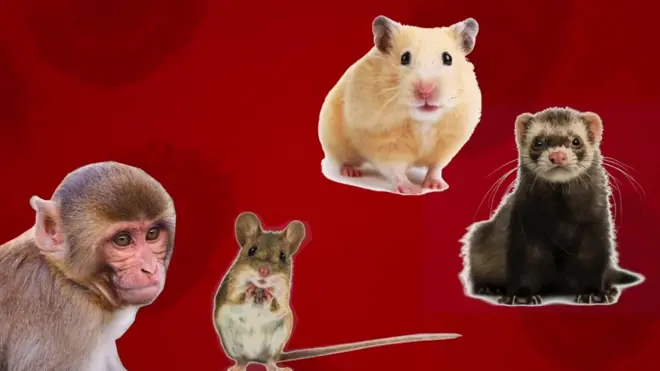 فيروس كورونا: ما هو اللقاح وكيف يتم صنعه؟