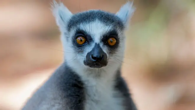 전문가들은 마다가스카르 여우원숭이 111종 가운데 105종이 멸종에 처한 것으로 밝혔다