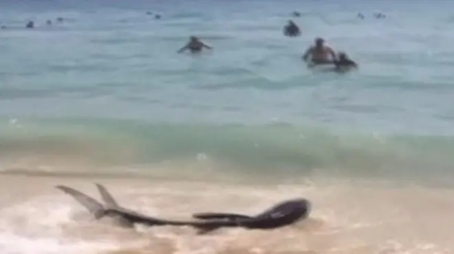 акула на пляжі