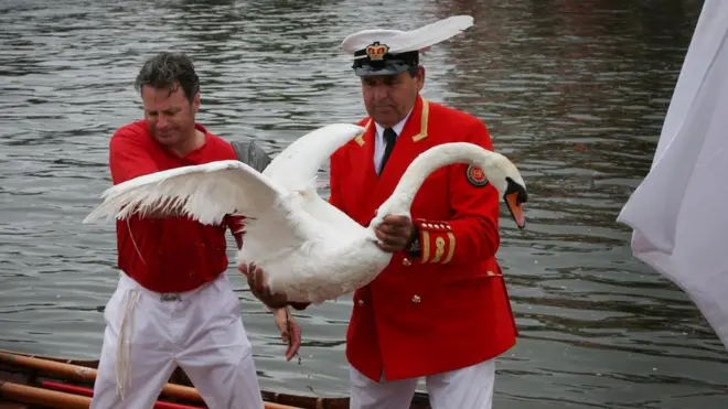 Hàng năm Hoàng gia Anh có ngày đếm và kiểm tra sức khoẻ cho thiên nga trên sông Thames