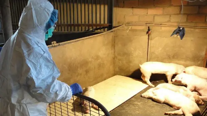 香港政府已採取措施預防非洲豬瘟傳入。