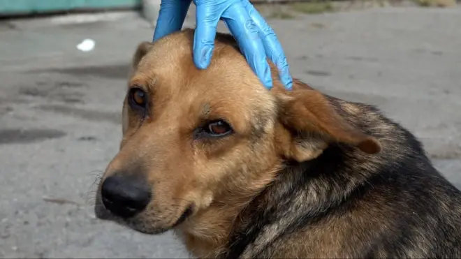 безпритульний бездомний вуличний собака пес тварина
