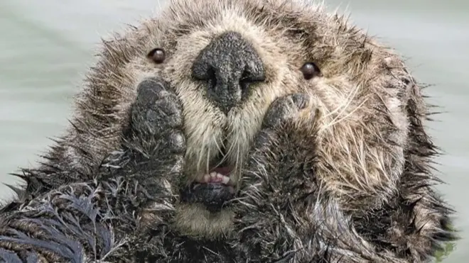 مسابقة تصوير تعرض روح الدعابة لدى الحيوانات البرية