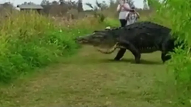 フロリダで巨大ワニがのっそり