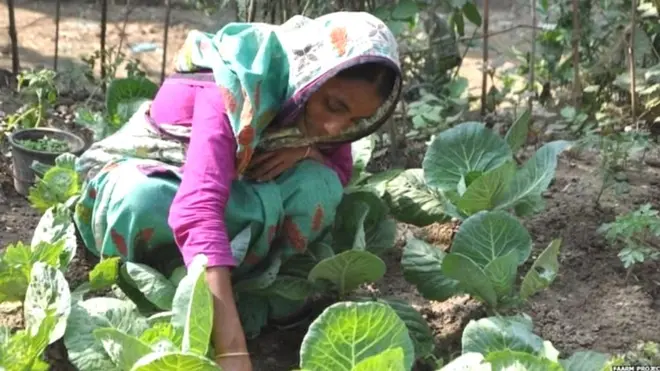 पर्यावरण अनुकूल किचन गार्डन जलवायु परिवर्तन को रोकने की लड़ाई में एक कारगर हथियार भी साबित हो सकते हैं.