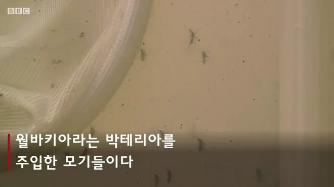 콜롬비아가 도심에 모기를 푸는 까닭은?