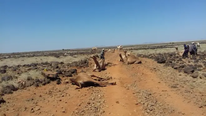 Gaalota bishaan eelaa faalame dhuganii kukkufan