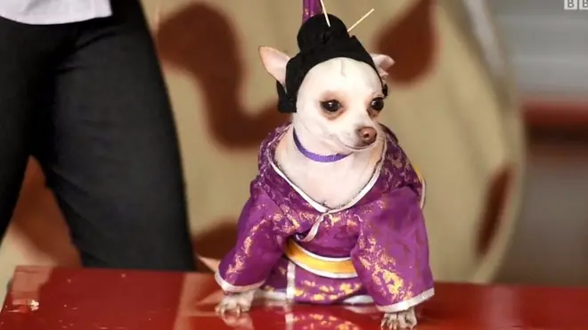 كلب في عرض للأزياء في السلفادور