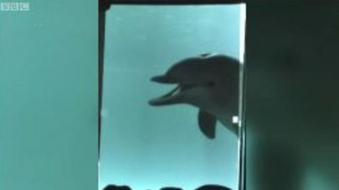 Дельфін Бейлі розглядає себе у дзеркалі