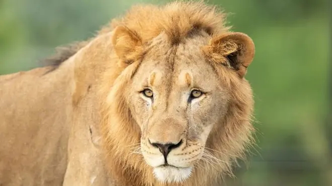 ስእሊ ኣንበሳ