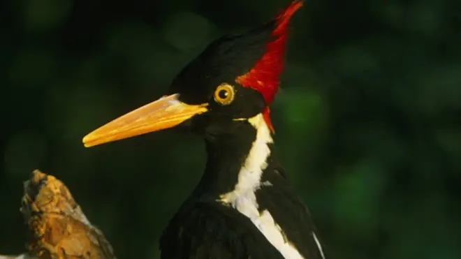 woodpecker thumb