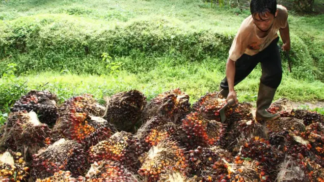 Presiden Jokowi meminta pemilih kebun bertanam komoditas yang bernilai jual tinggi, bukan sawit yang sedang jatuh di pasar internasional.