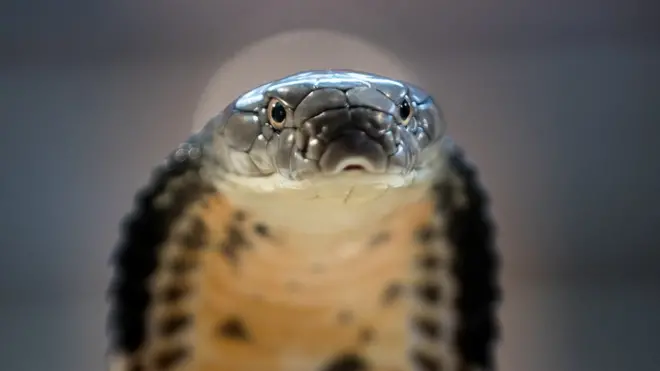 నల్లతాచు పడగ