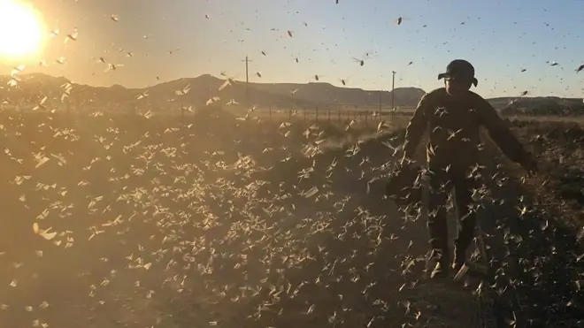 "نواجه هجوم الجراد الأسوأ"