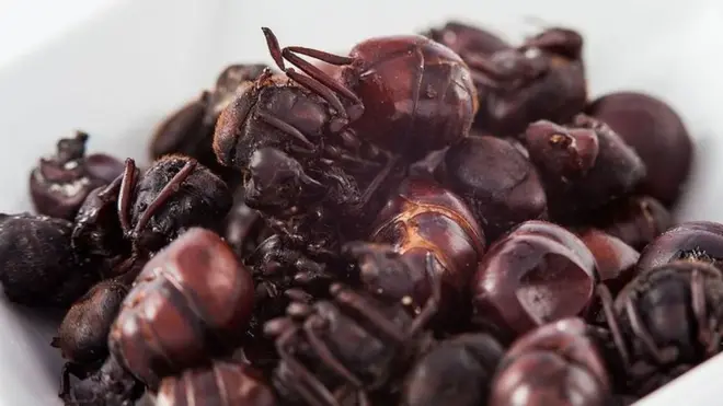 चींटियां