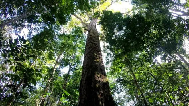 El árbol ganador del récord está en el nortebonanzagame casinoBrasil.