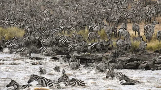 युवा फोटोग्राफर वर्गमै छानिएको यो तस्बिरमा लिलिएन क्विनले केन्याको मासई मारा राष्ट्रिय निकुञ्जमा जेब्राको अस्तव्स्त बथान देखाएका छन्