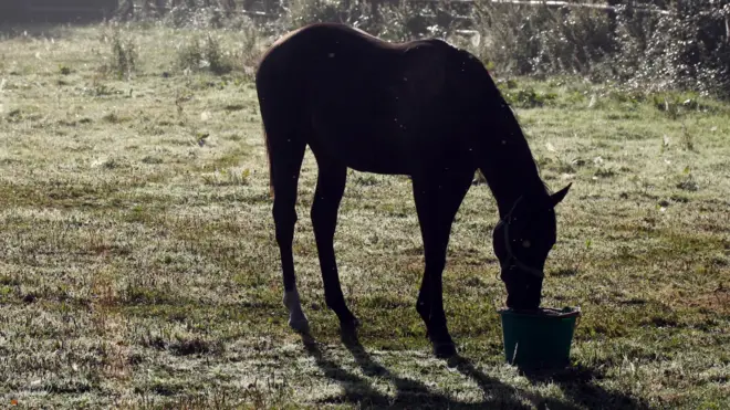 Horse (file image)