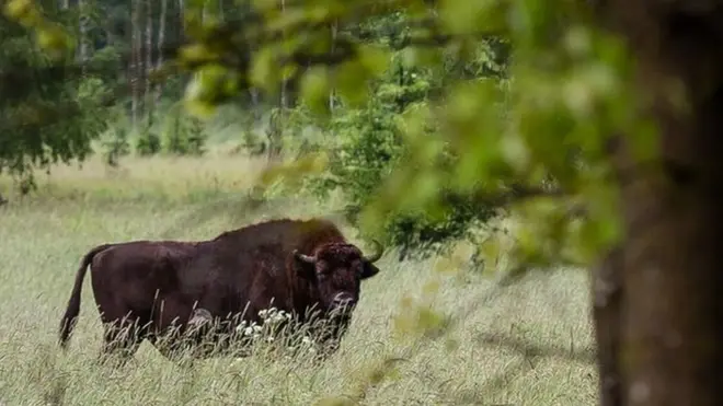 У Бјаловјешкој шуми живи највеће крдо бизона у Европи
