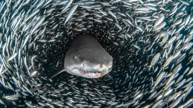 صورة فوتغرافية لسمكة القرش وسط "إعصار سمكي"