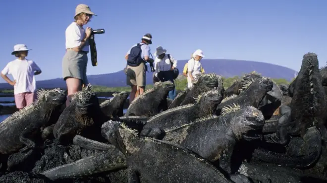 Iguana berebut tempat dengan turis di Pulau Fernandina, Galapagos, Ecuador.