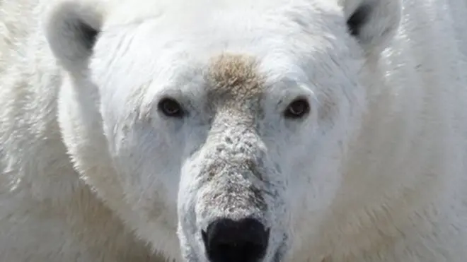 Face of a polar bear