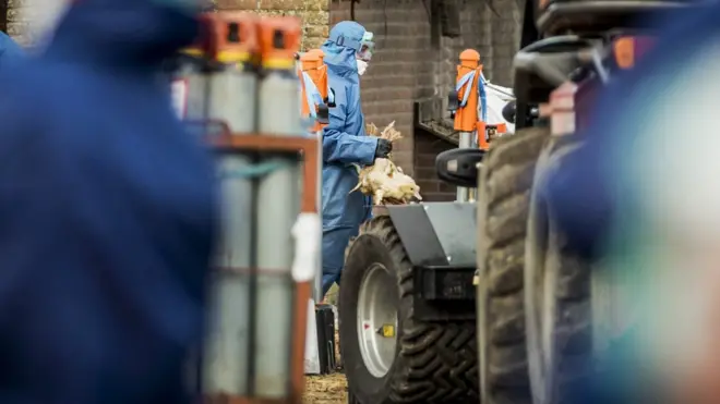 هولندا تنصح مزارعيها باتخاذ الاجراءات اللازمة للحد من انتشار فيروس انفلونزا الطيور