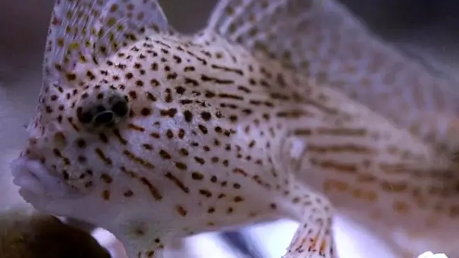 تسمانیہ میں پائی جانی والی ایسی نایاب ہوتی مچھلی جو ایک جگہ سے دوسری جگہ جانے کے لیے تیرتی نہیں بلکہ چہل قدمی کرتی ہے۔