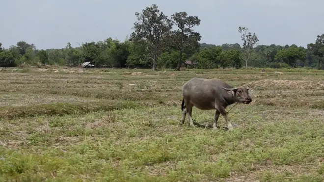 ราคาข้าวที่ตกต่ำลงต่อเนื่องในรอบ 3 ปี ทำให้ชาวนาใน ต.ชีทวน อ.เขื่องใน หลายรายเลิกทำนา