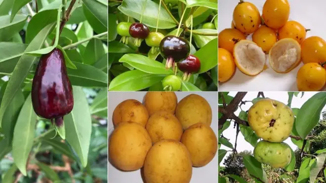 En sentido de las agujas del reloj: grumixama, bacuparí, ubajay, araçá-piranga y cereza de Río Grande, candidatas a convertirse en las nuevas"superfrutas", según científicos. Foto: Sítio Frutas Raras / Severino de Alencar.