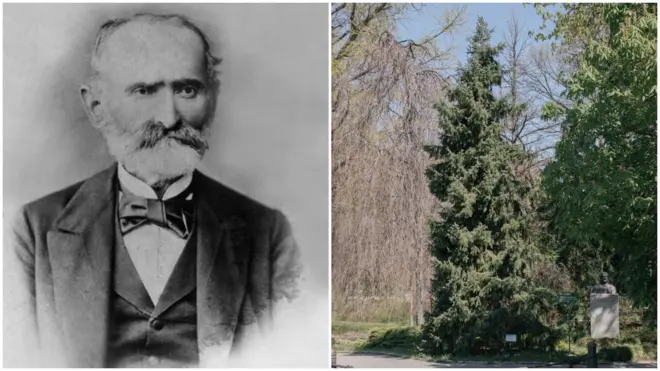 Josif Pančić i njegova omorika