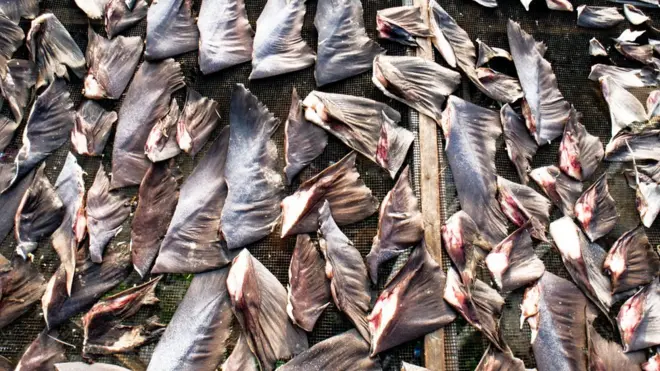 Vi cá mập ở Aceh 2006
