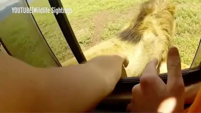 Watalii walihatarisha maisha yao kwa kumpapasa simba manyoya