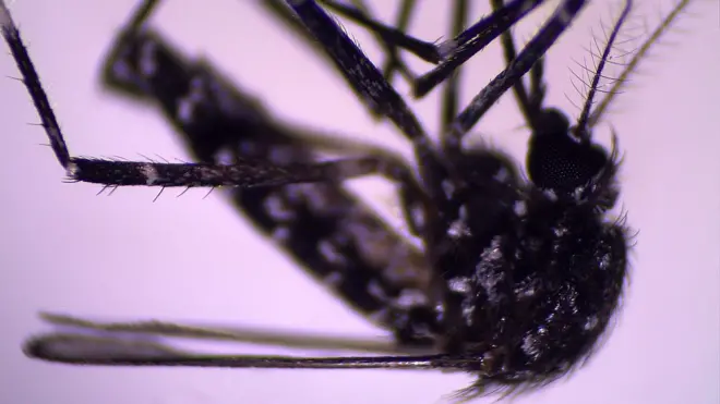 El mosquito Aedes vittatus ya era conocido en otras regiones. Pero fue detectado recientemente en República Dominicana y Cuba.