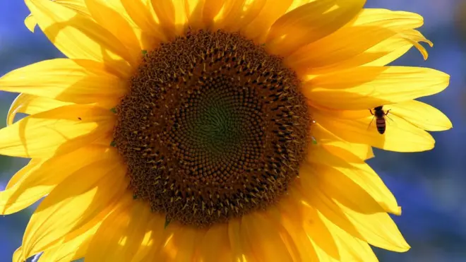 A sunflower blooms in a field near the West Bank City of Nablus, 21 June 2018.