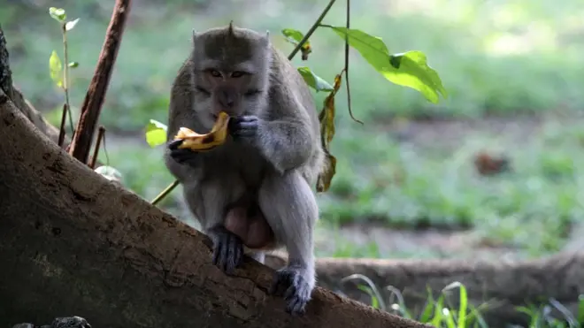 Kawanan monyet di Taman Balekambang Kota Solo biasanya mendapatkan pakan dari pemberian pengunjung. Namun kondisi tersebut berubah setelah penetapan KLB Covid-19 di Solo yang menyebabkan penutupan obyek wisata.