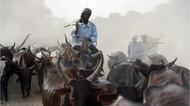 Ikọlu awọn ole aji maluu ti n di tọrọ fọnkale ni ipinlẹ Zamfara.