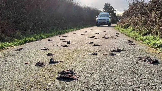Hannah Stevens saw the starlings flying about an hour before she discovered them dead on the road