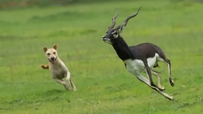 Protected species like blackbuck are attacked by feral and free-ranging dogs